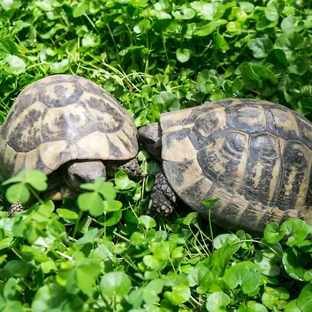 بيت ضيافة Posat 3*